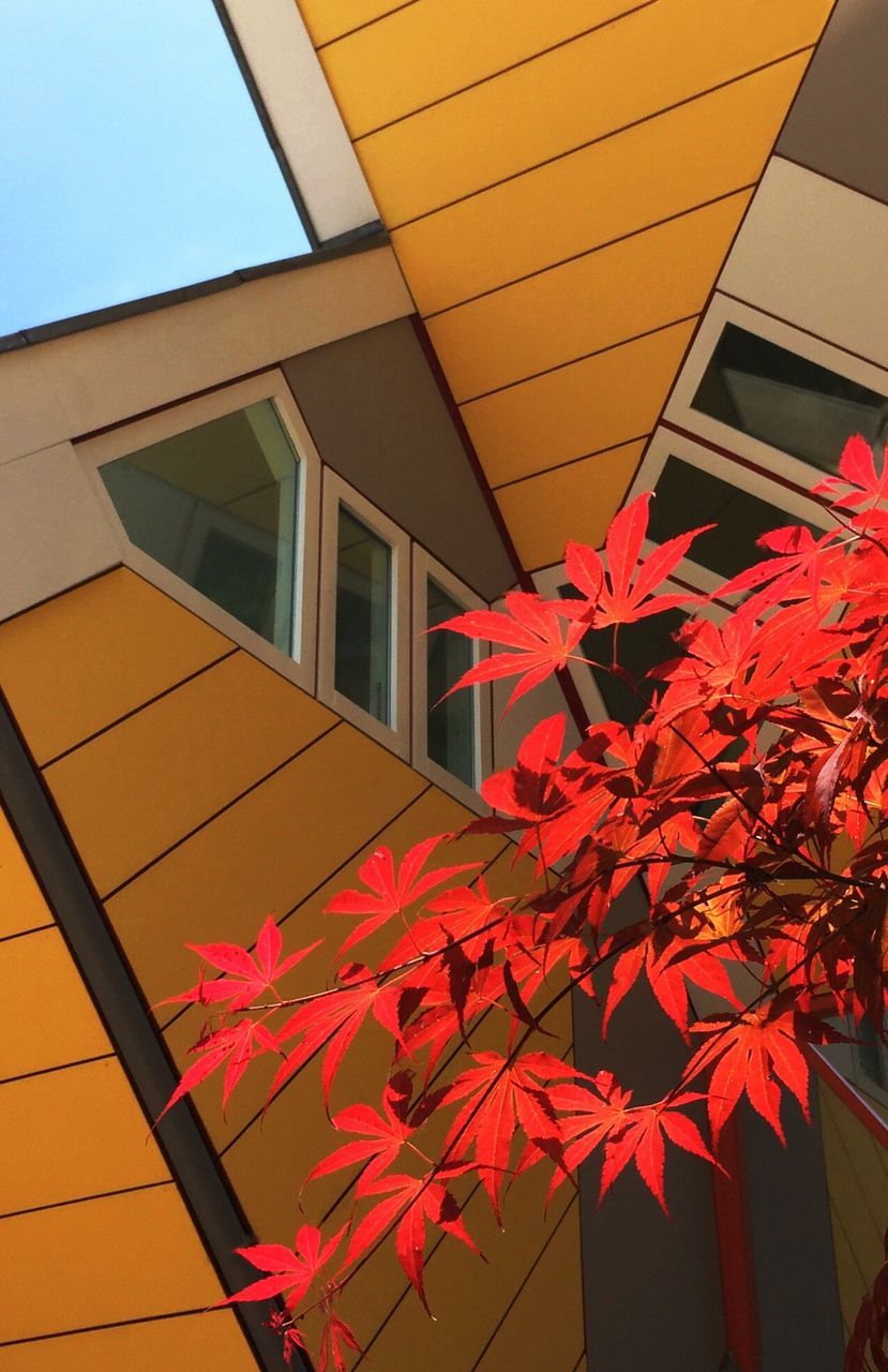 LOW ANGLE VIEW OF MAPLE LEAVES