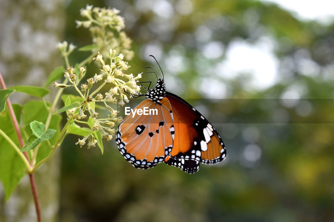 Close-up of butterfly pollinating flower