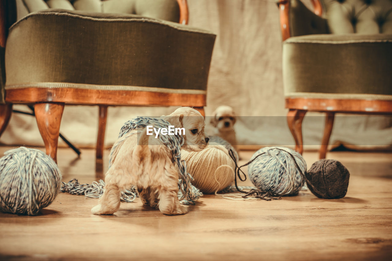 CLOSE-UP OF DOG AND TABLE ON WOOD