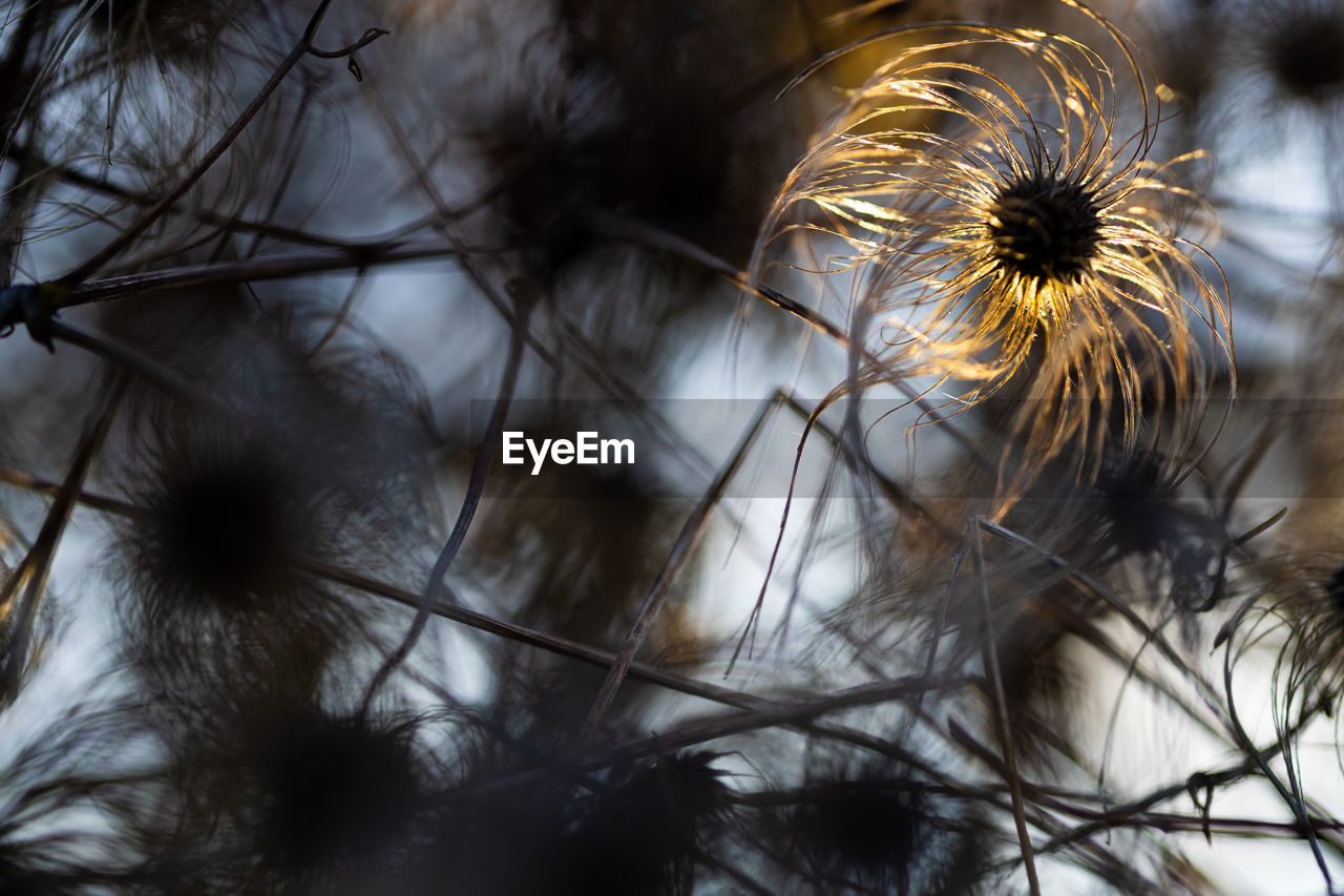 CLOSE-UP OF DRY DANDELION