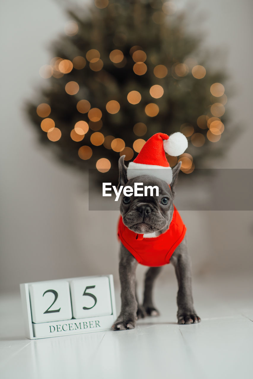 christmas, mammal, celebration, dog, canine, christmas tree, one animal, animal, animal themes, domestic animals, pet, holiday, decoration, lap dog, tree, christmas decoration, gift, indoors, cute, no people, red, carnivore, emotion, plant, fun, pug, deer, portrait, studio shot, christmas lights, santa hat, winter, clothing