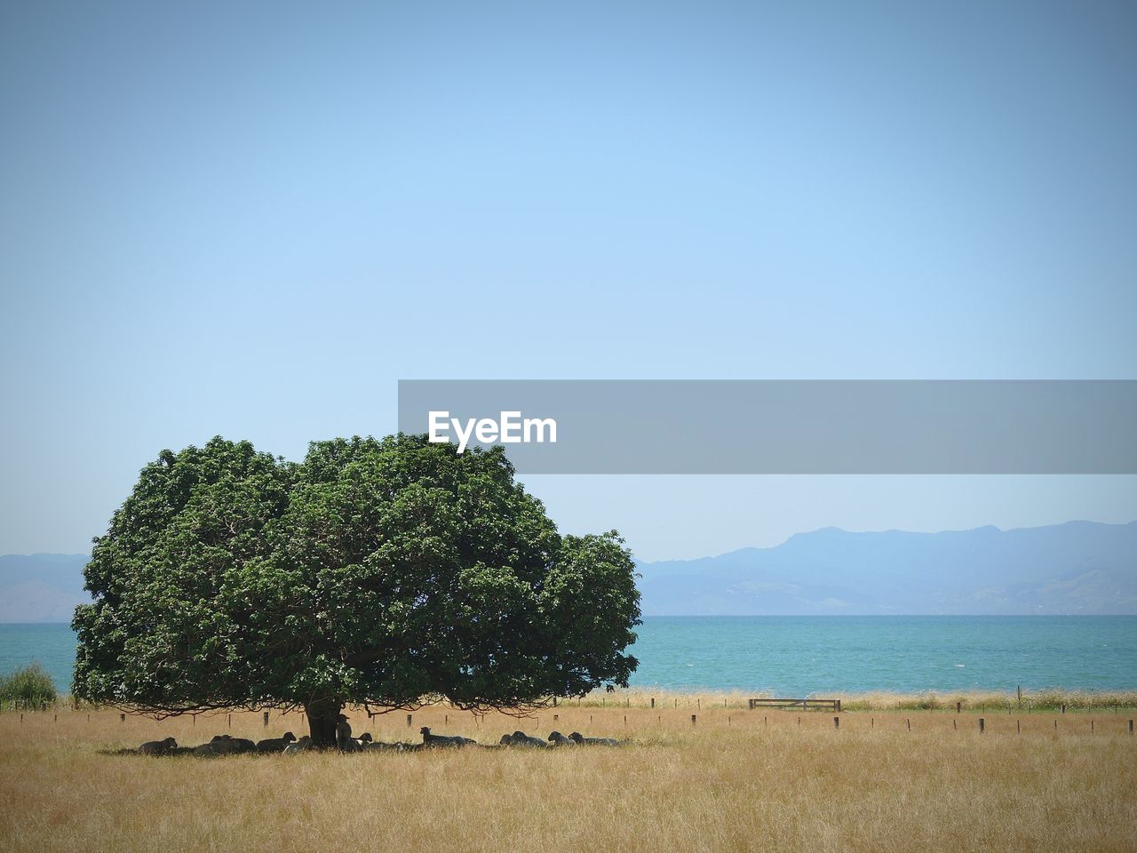 Tree on grassy field by sea against clear sky