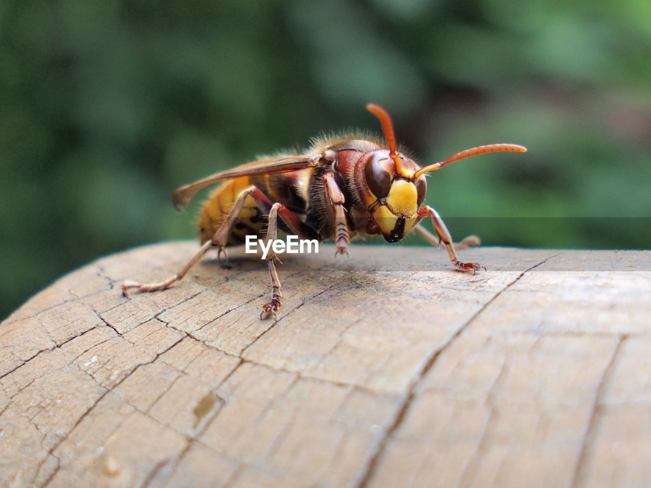 Close-up of insect on wood