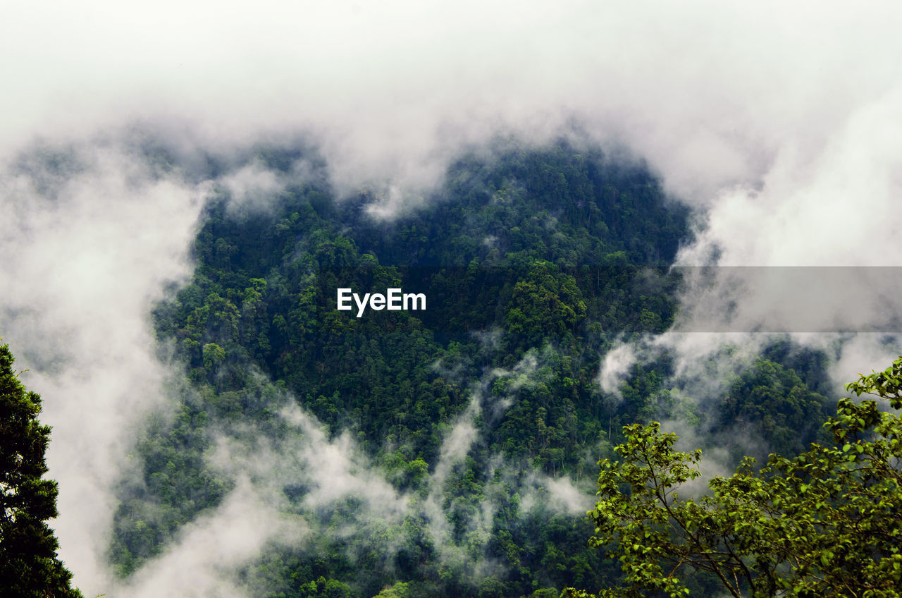 SCENIC VIEW OF TREES ON MOUNTAIN AGAINST SKY