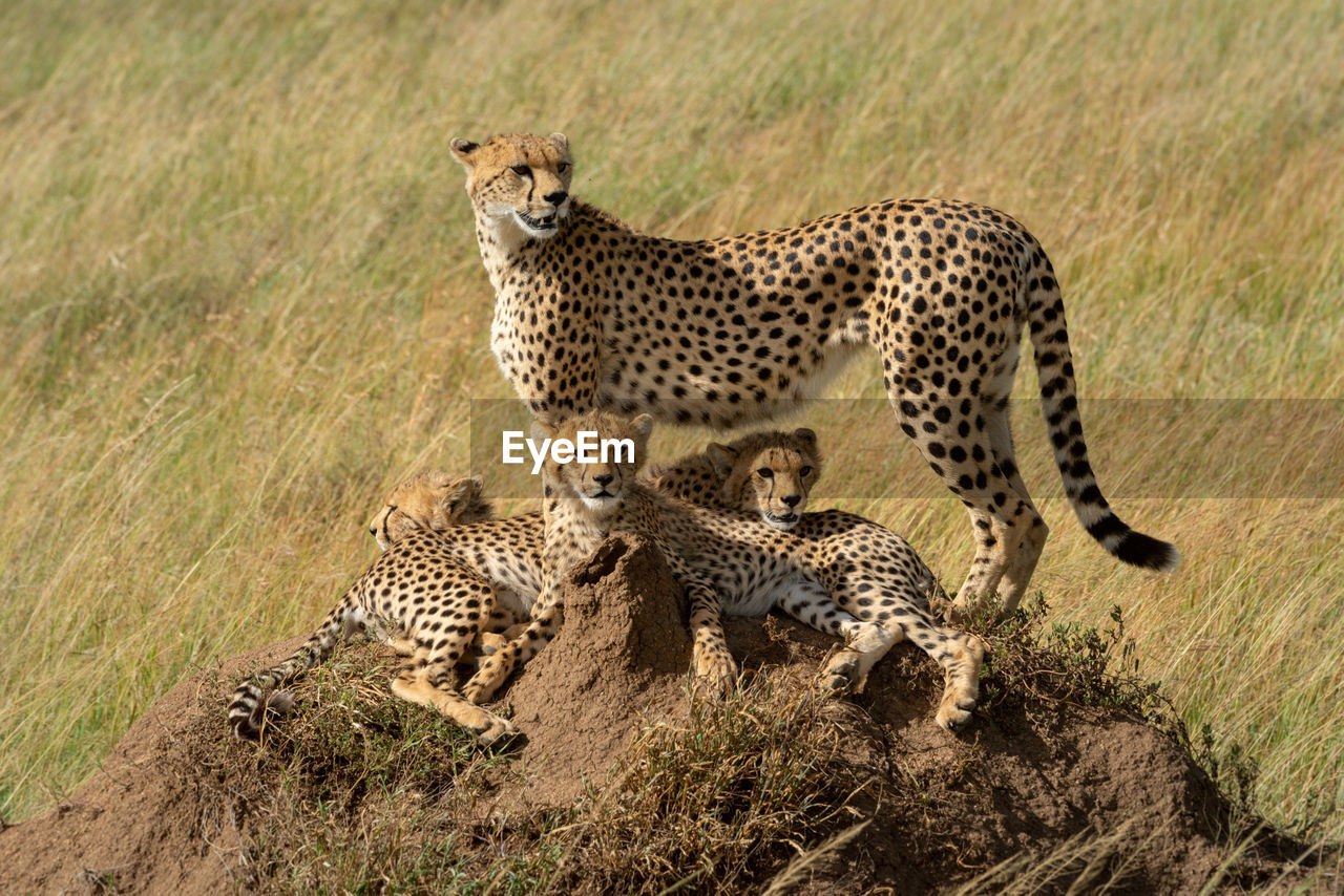 Cheetah standing on termite mound with family