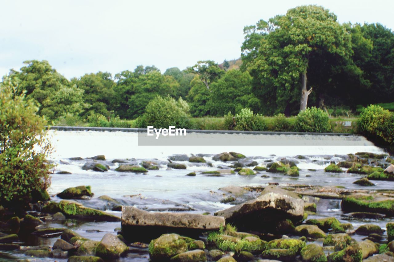 VIEW OF STREAM ALONG TREES