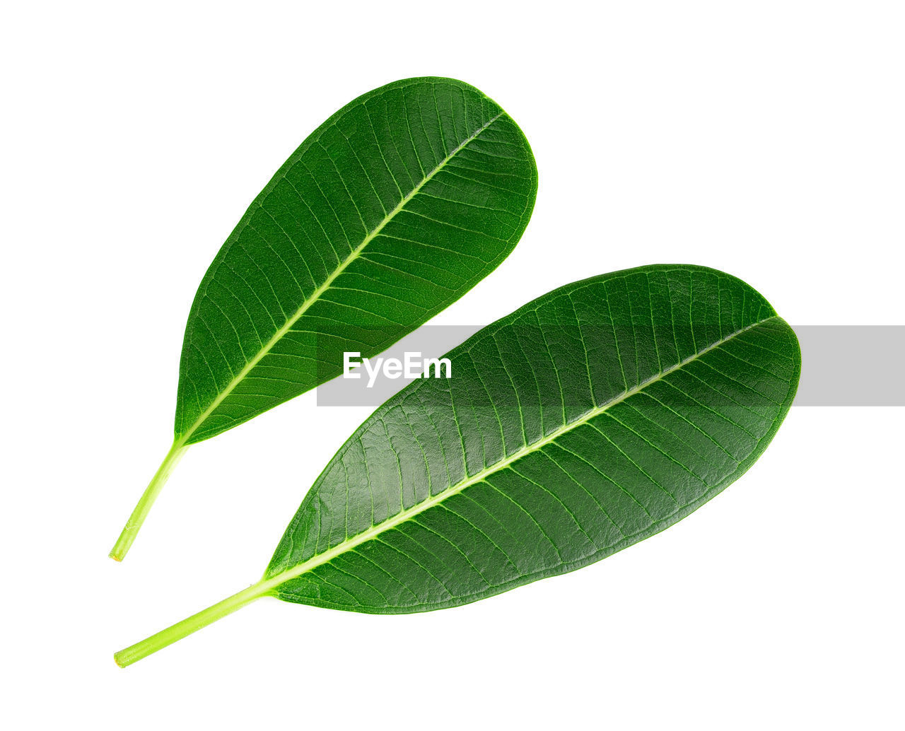 MACRO SHOT OF GREEN LEAVES