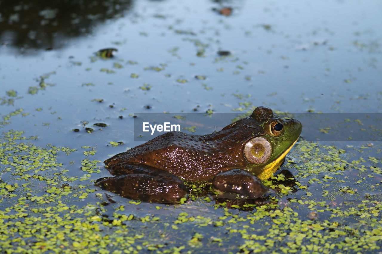 Close-up of frog in swamp