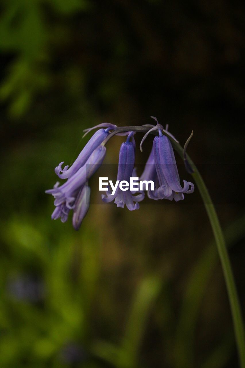 CLOSE-UP OF FLOWERS