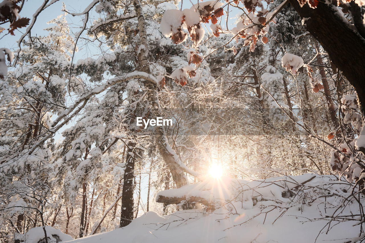 LOW ANGLE VIEW OF SNOW COVERED TREES AGAINST SKY