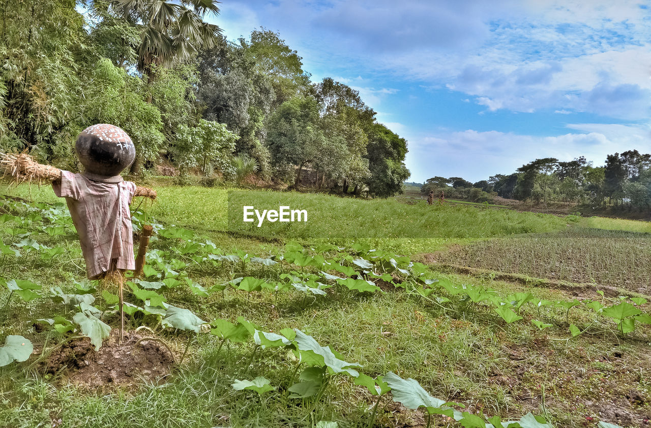 Scarecrow on field at farm