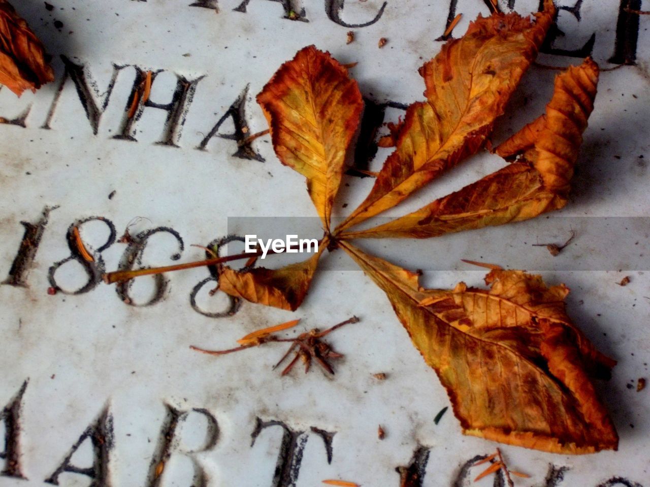 Close-up of autumn leaves on tombstone at cemetery