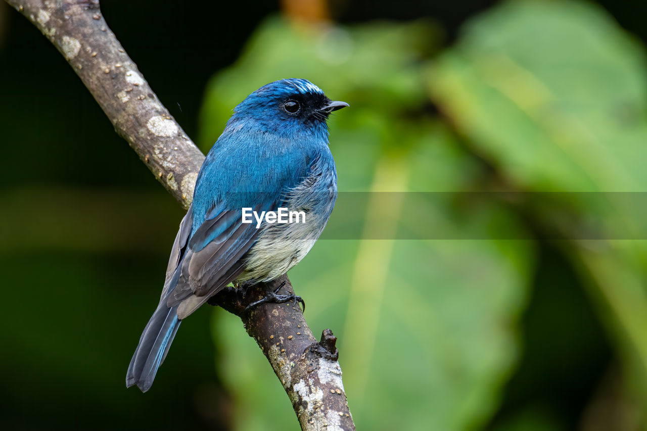 CLOSE-UP OF BIRD PERCHING ON TREE