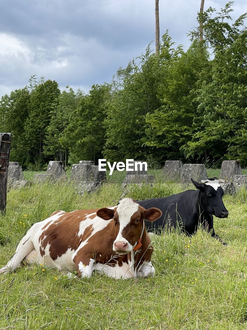 COWS GRAZING IN FIELD