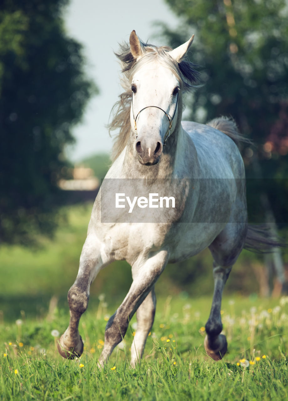 Close-up of a horse on field