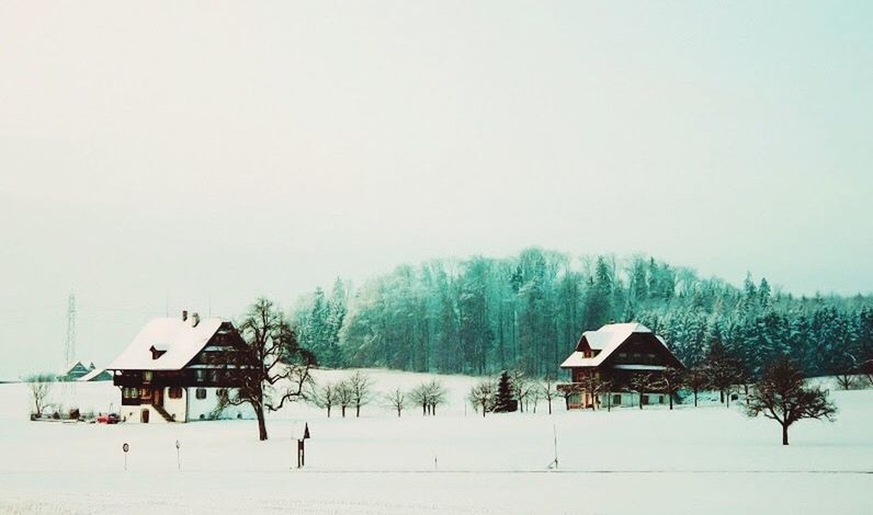 TREES ON SNOW COVERED FIELD