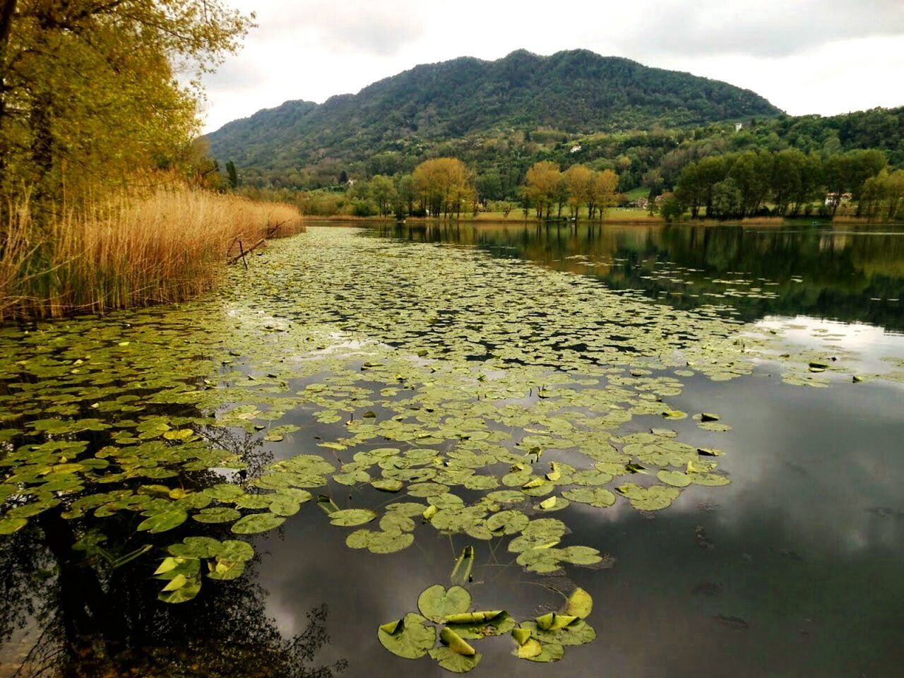 Lily pads floating on pond against mountain