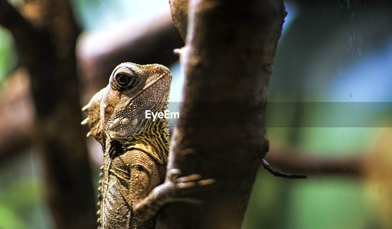 Close-up of lizard on stem