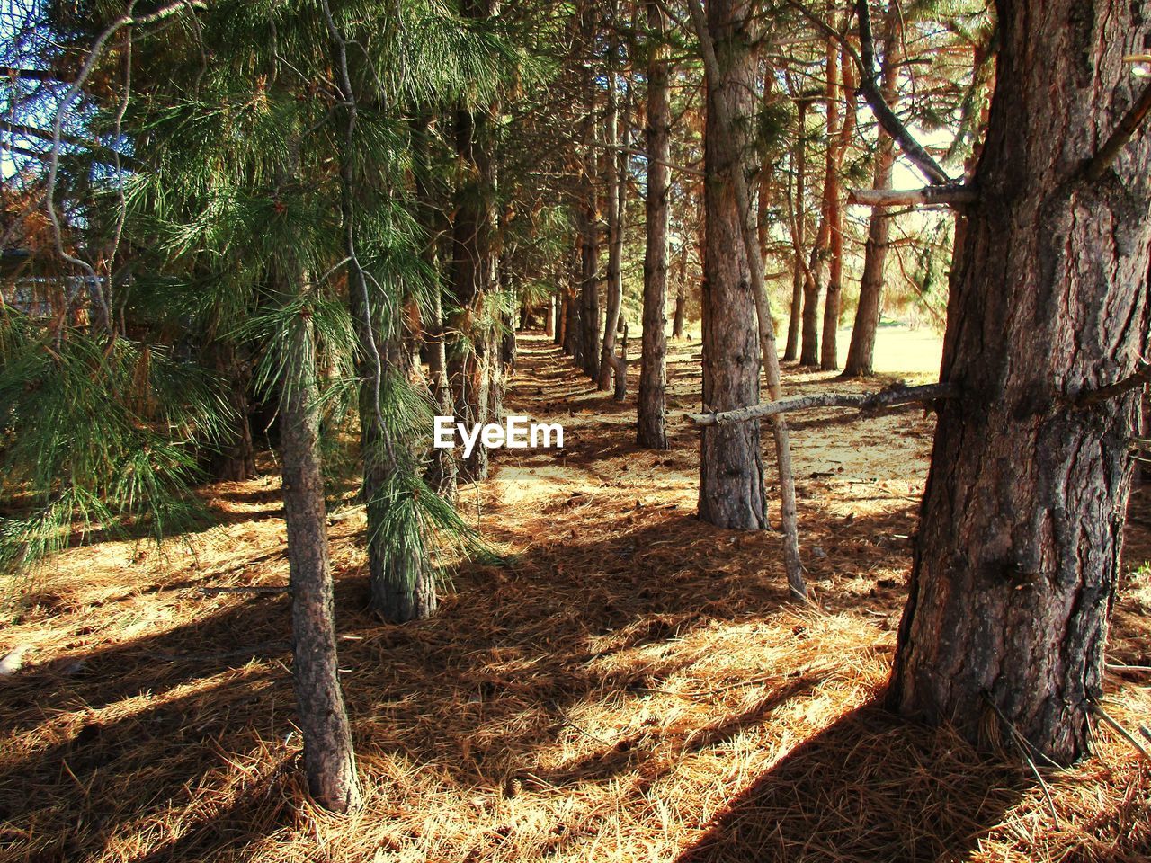 TREES AND FOREST IN SUNLIGHT