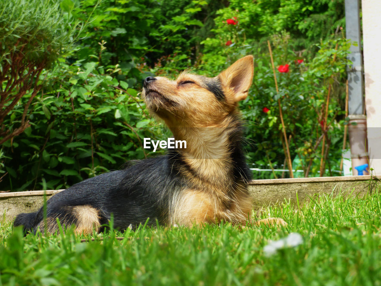 Dog resting on grassy field