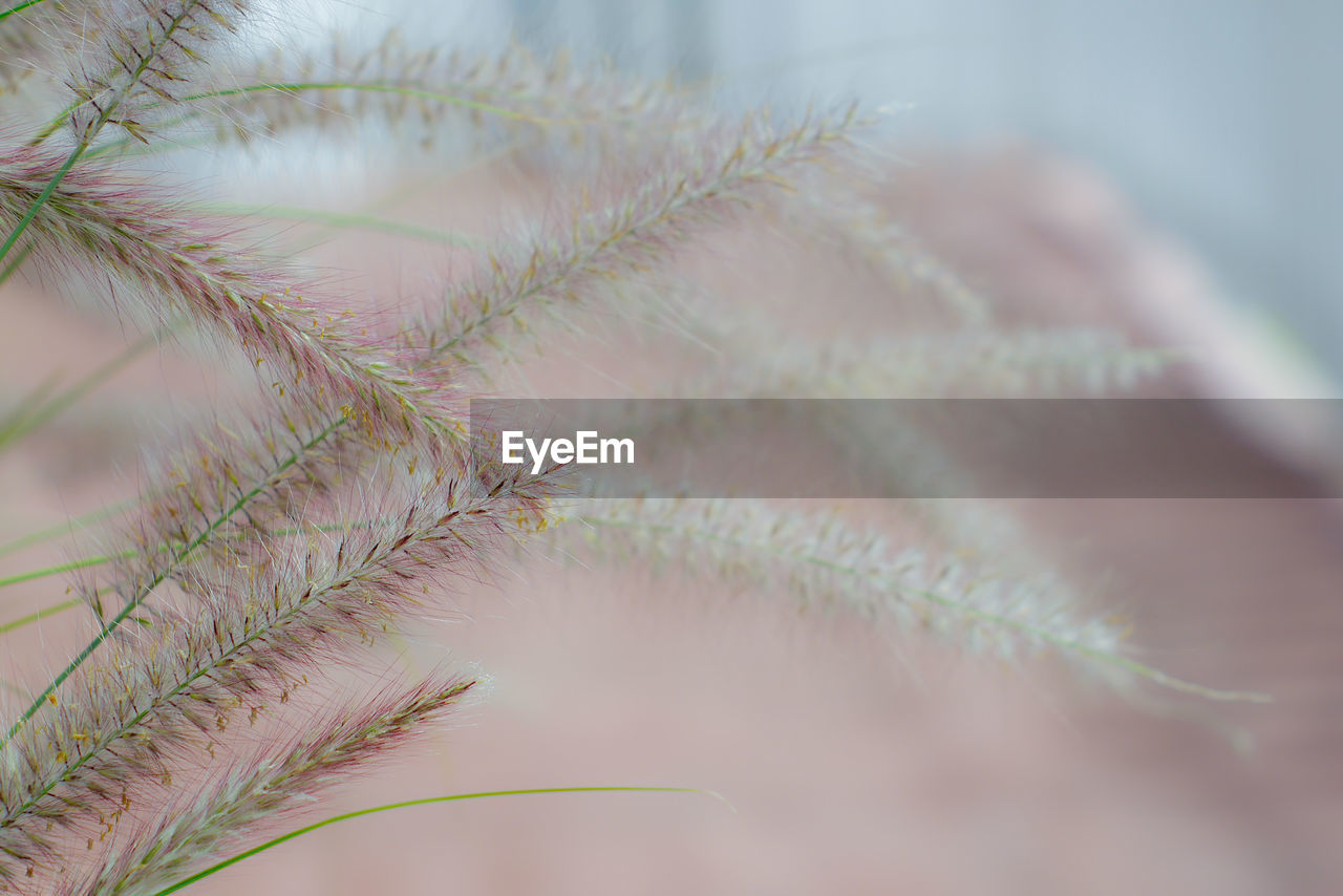 CLOSE-UP OF FRESH PLANTS AGAINST SKY