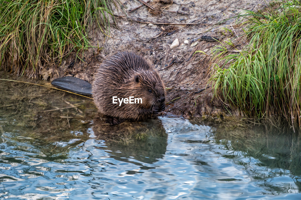 Beaver at riverside