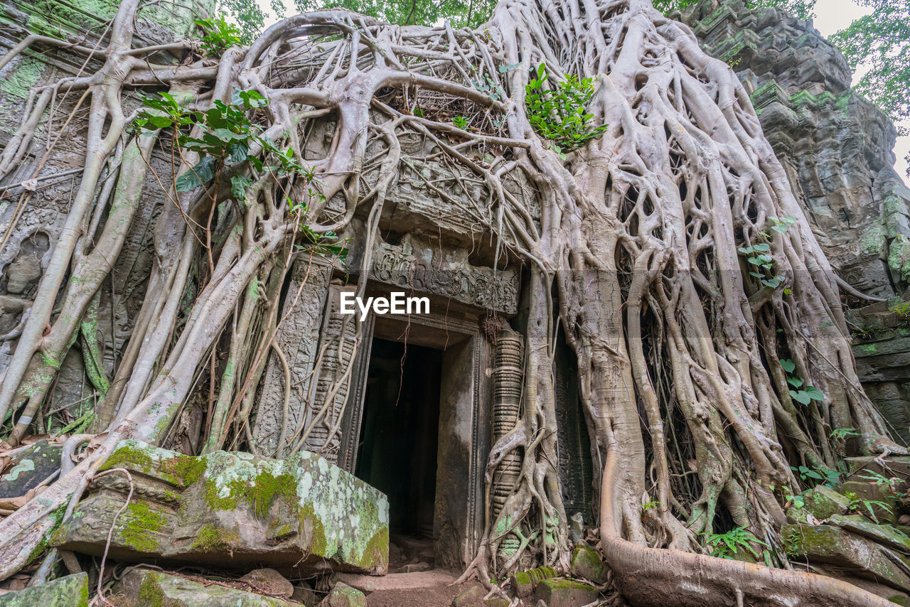 Tree roots cover a historic khmer temple in angkor wat, cambodia.