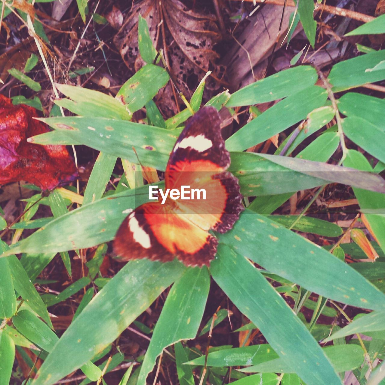 Close-up of butterfly on plants