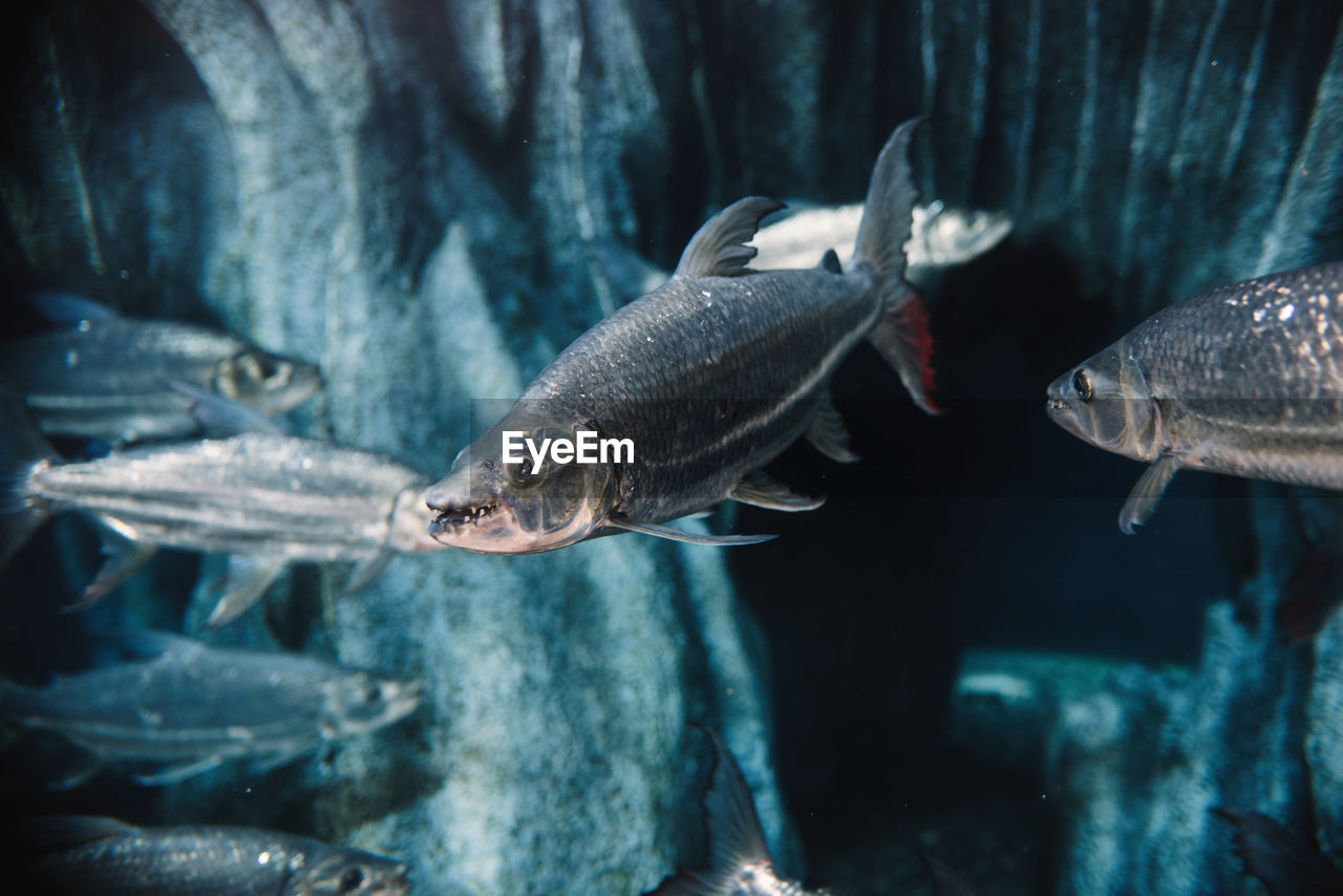 Big fish with grey scale under sea water on blue blurred background in oceanarium