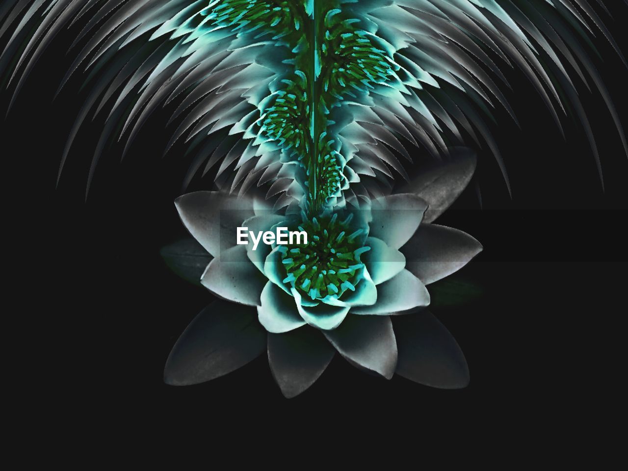 CLOSE-UP VIEW OF BLACK BACKGROUND