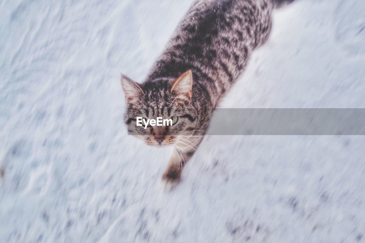 High angle portrait of cat walking on snow covered field