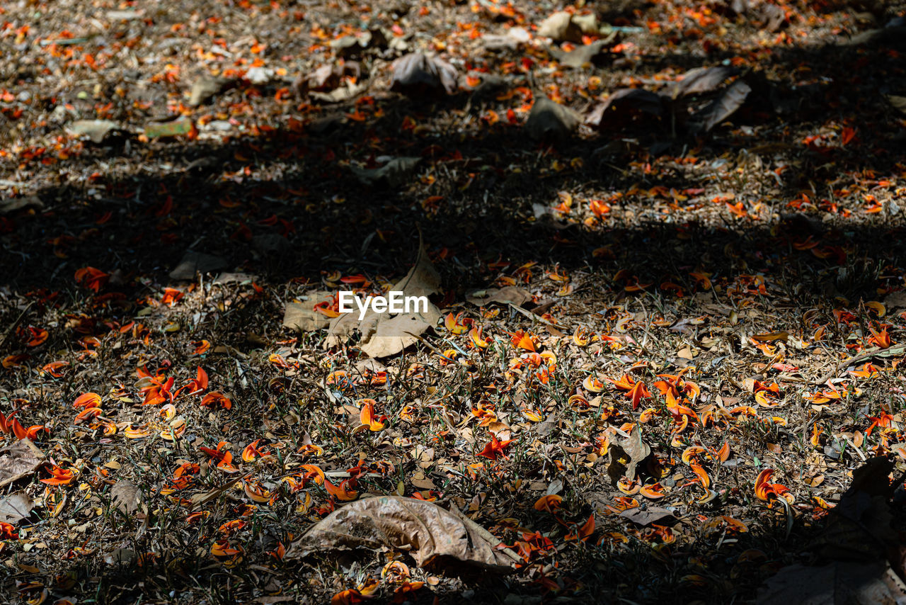 HIGH ANGLE VIEW OF LEAVES ON FIELD DURING AUTUMN