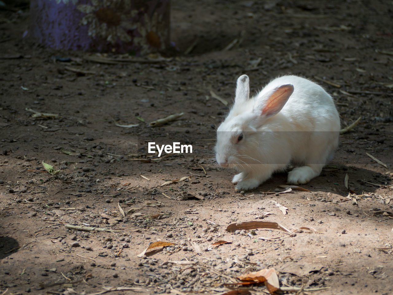 High angle view of white rabbit on field