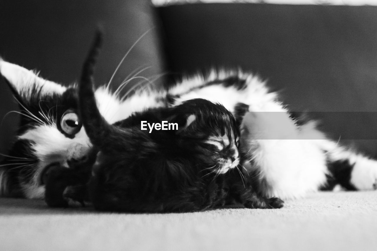 CLOSE-UP OF A CAT RESTING AT HOME