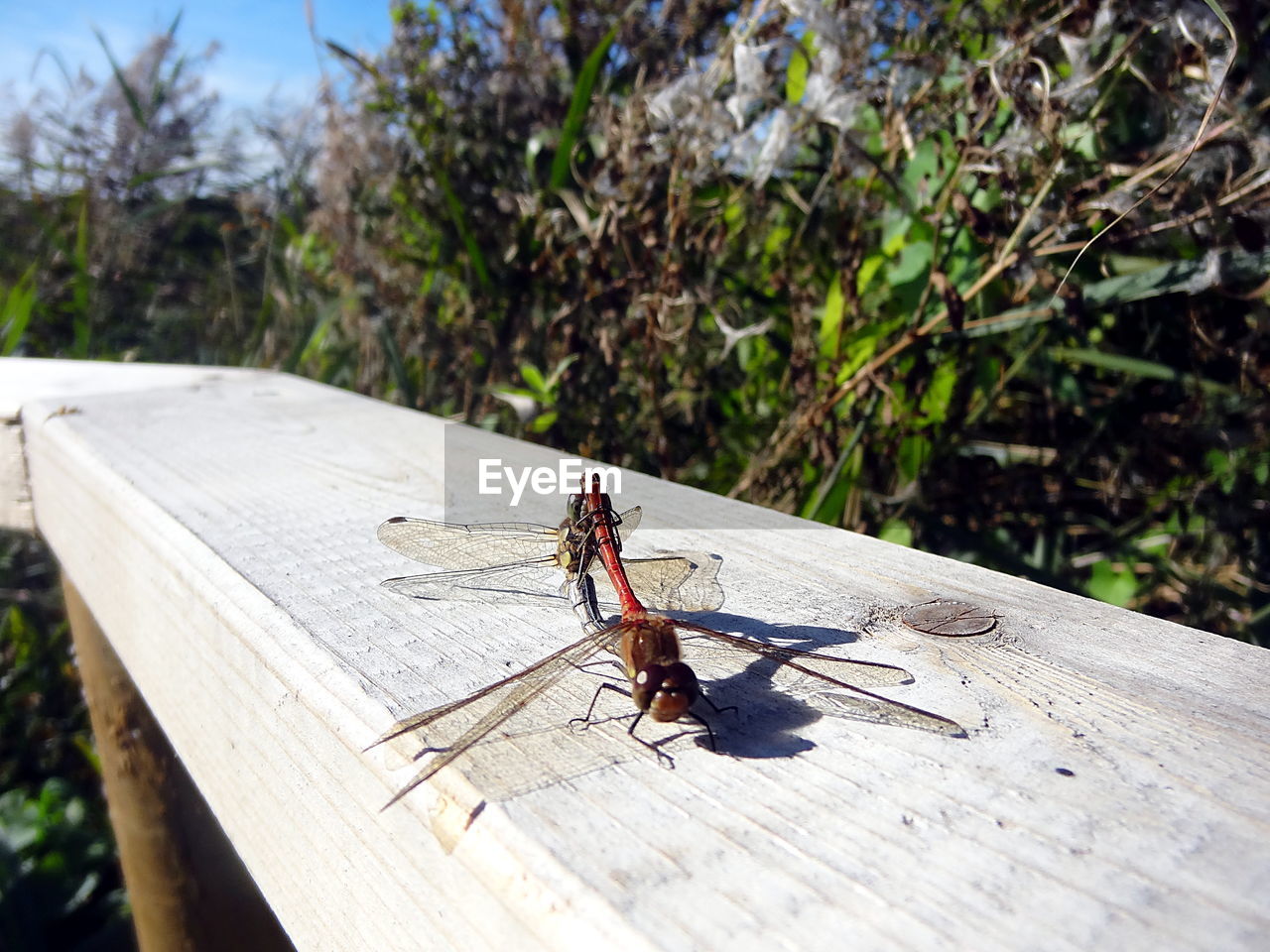 INSECT ON WOOD