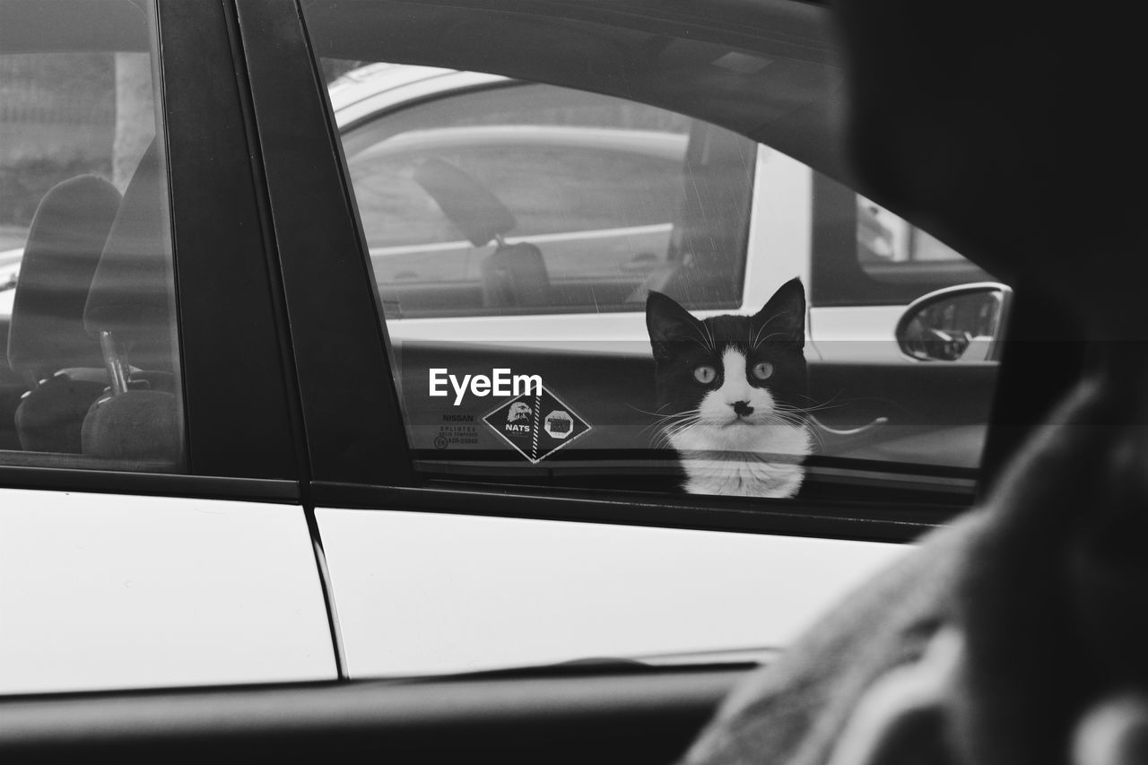 Portrait of cat sitting in car seen through window