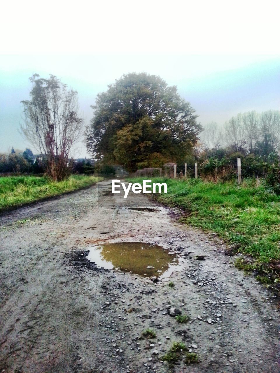 WET ROAD AMIDST TREES