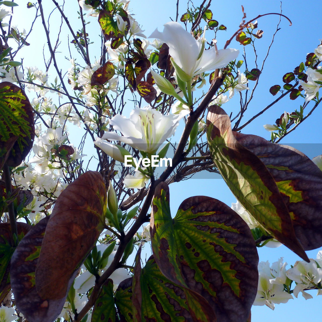 Low angle view of flower tree