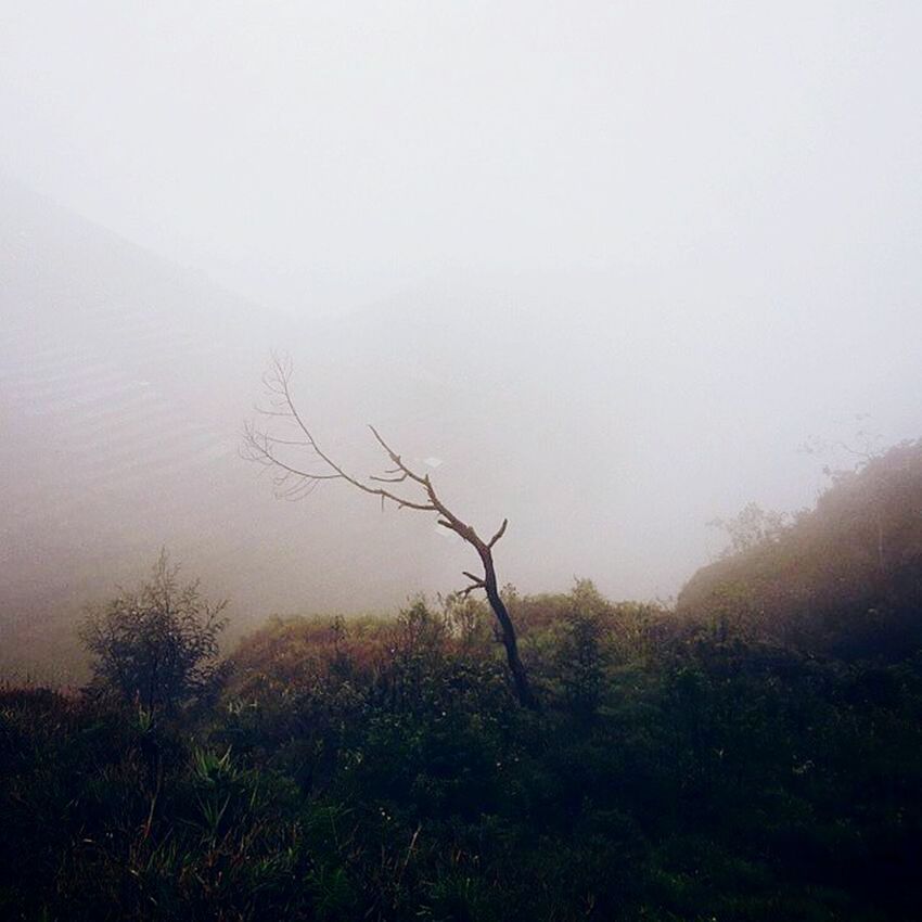 TREES IN FOGGY WEATHER