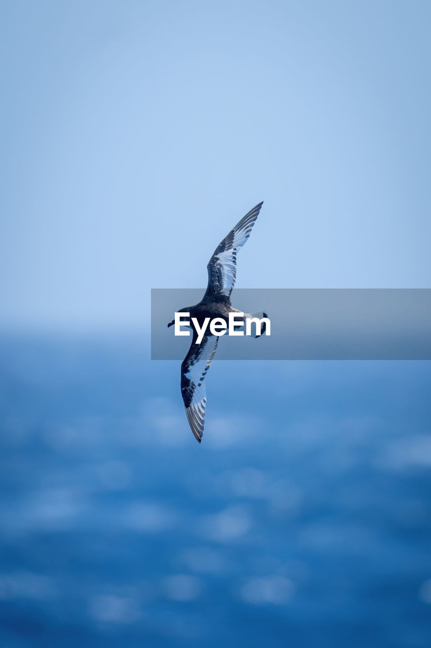 Backlit antarctic petrel banks over blue ocean