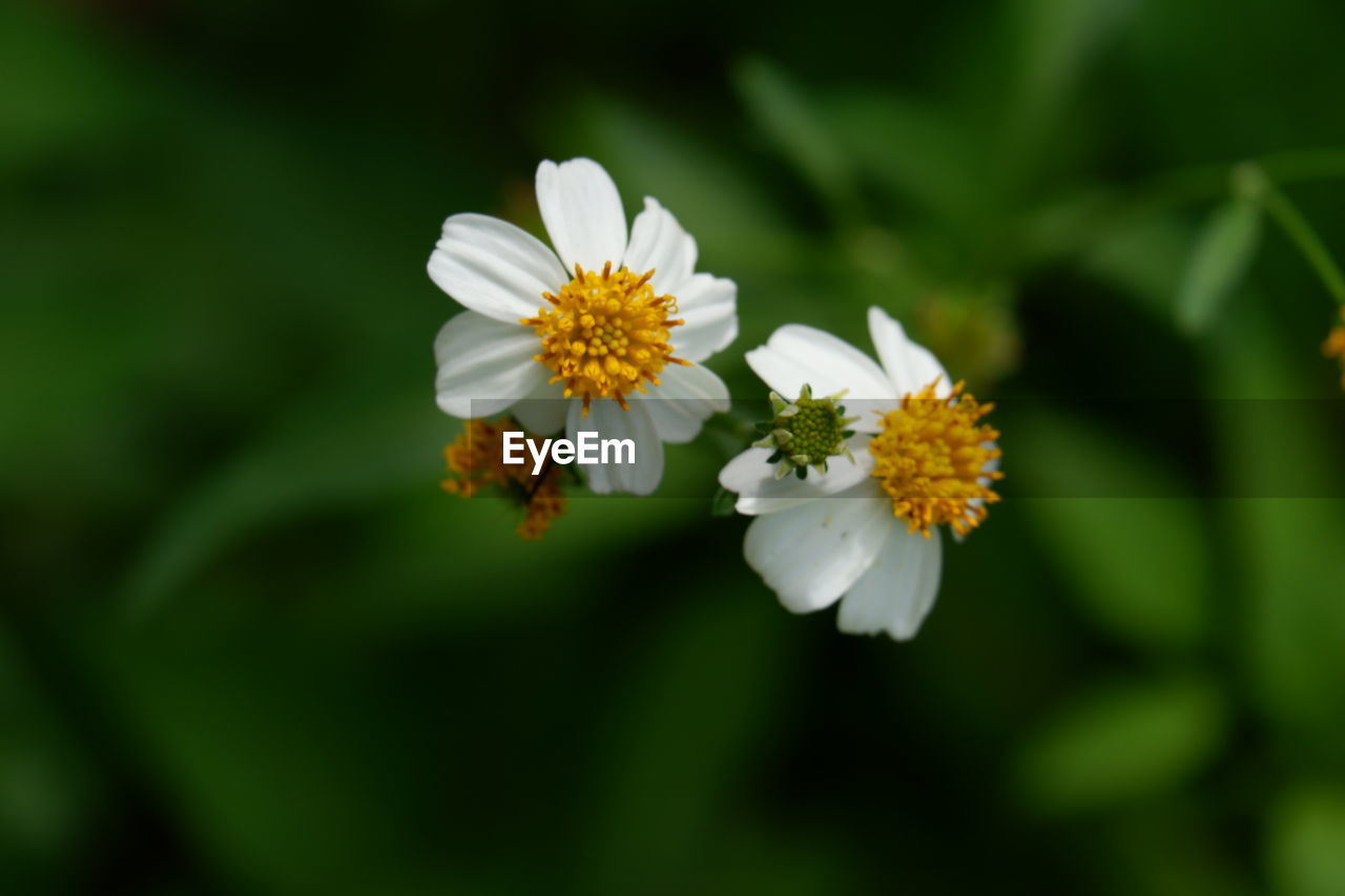 CLOSE-UP OF WHITE FLOWER ON FIELD