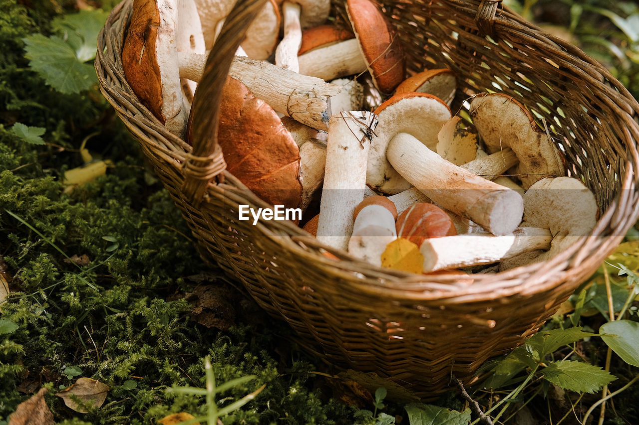 High angle view of mushrooms in basket