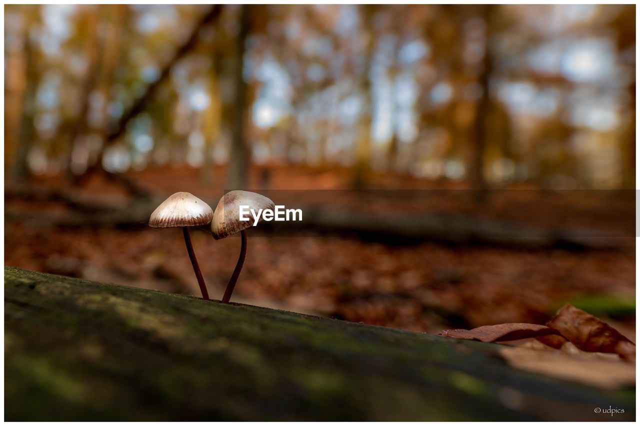 CLOSE-UP OF MUSHROOMS GROWING ON FIELD