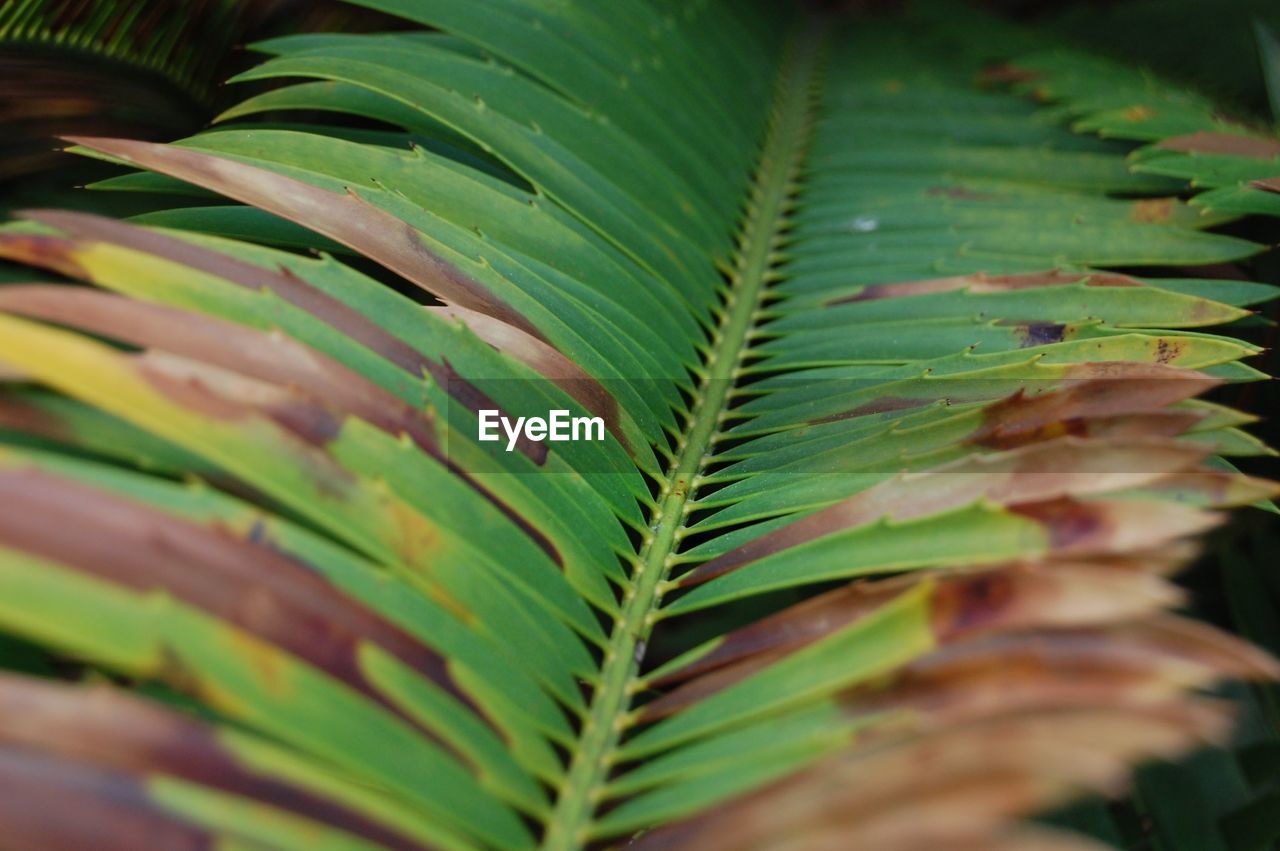 Close-up of fern leaves