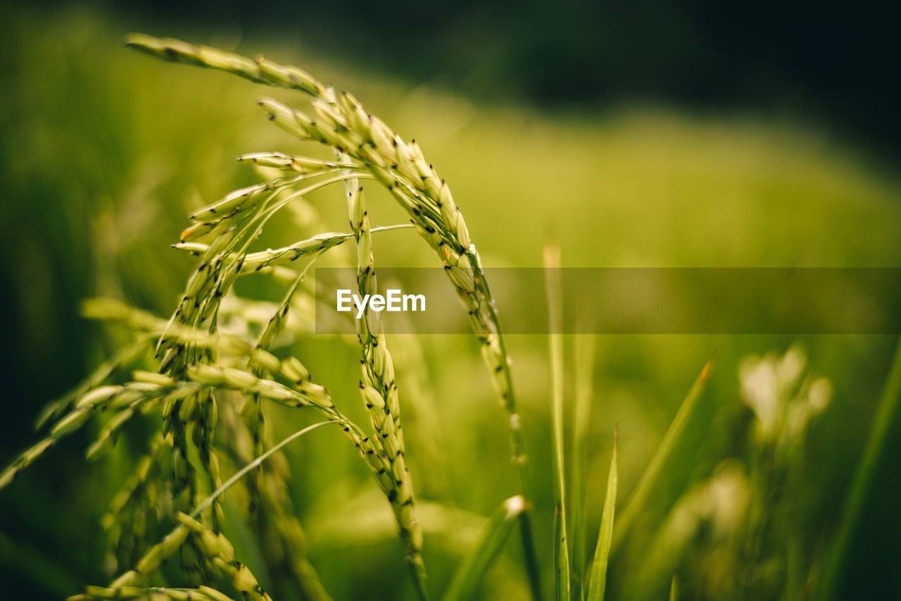 Close-up of crops growing on field