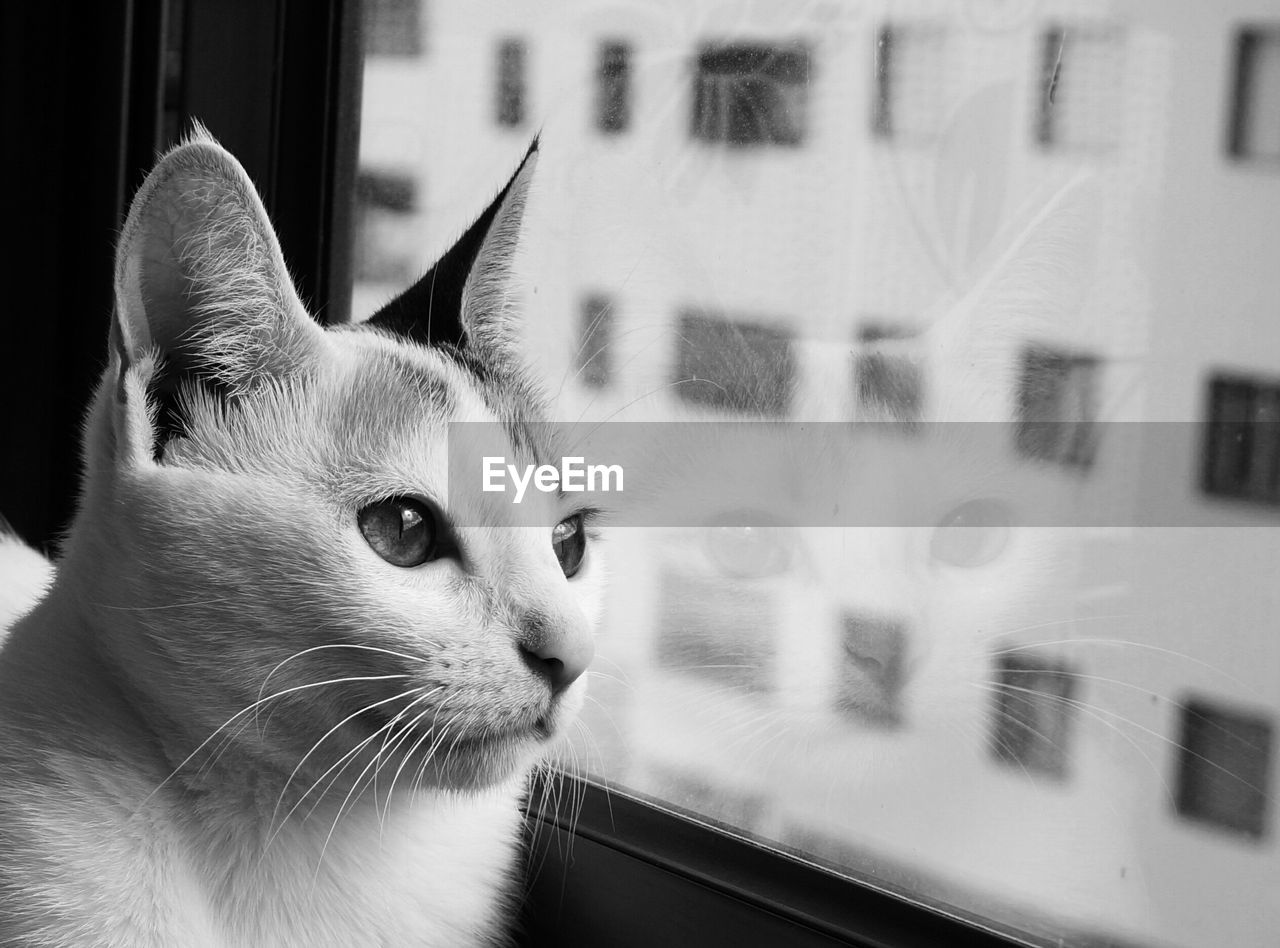 Close-up of a cat looking away