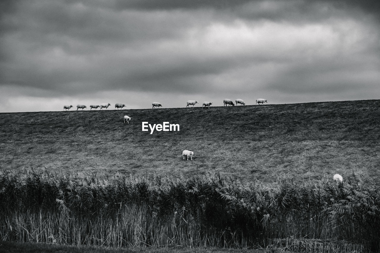 Sheep in landscape