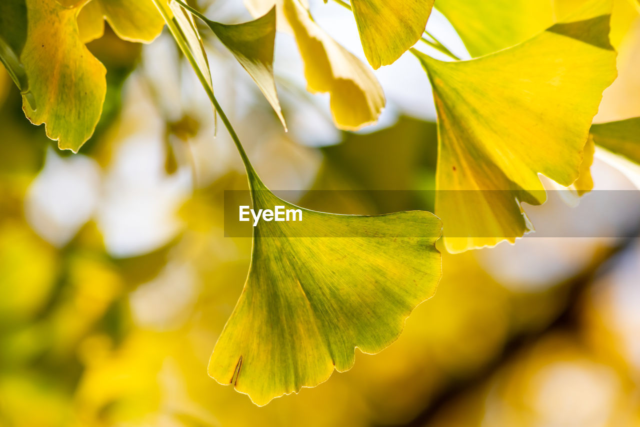Colorful gingko leaves in autumn and fall shine bright in the backlight and show their leaf veins