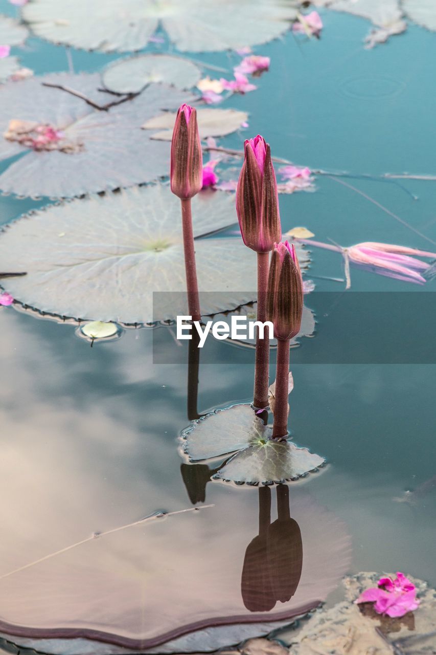 LOTUS WATER LILY IN LAKE