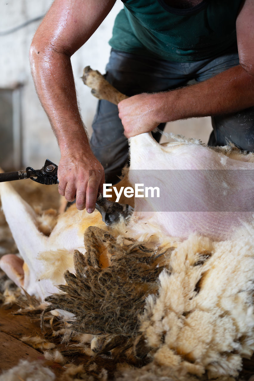 occupation, one person, adult, working, food, food and drink, men, indoors, business, freshness, craft, skill, small business, business finance and industry, organic, baked, hand, bread, dough, holding, agriculture, animal